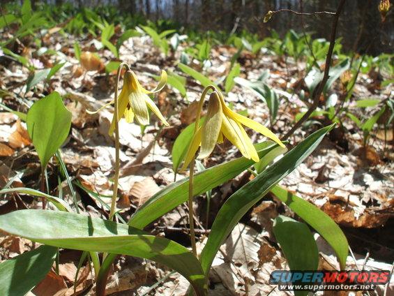 Yellow wildflowers bloom among fallen leaves in a forest setting. Watermark reads SUPERMOTORS