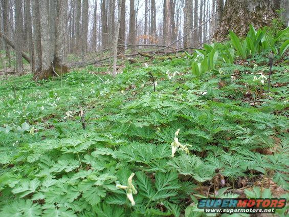 Forest floor covered in green foliage and white flowers, with trees in the background. A "SUPER MOTORS" logo is visible