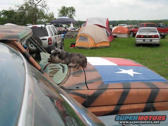 Max relaxing on Skittles's dash/hood