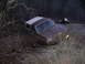 1992 Ford Bronco photo