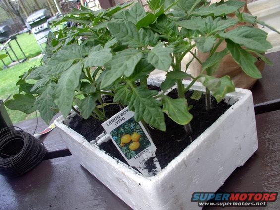 img_0004.jpg I've got bigger beefsteak knock offs in a larger pail, but for breakfast I prefer these low acid "yeller" tomatoes pan fried in with my bacon/sausages/ham,etc. They're so good, with a dash of soya sauce, you can just spread em' on toast without butter.