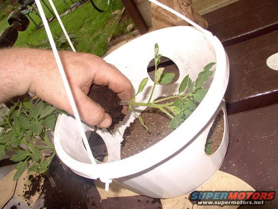img_0014.jpg Tear off a plant from the flat and feed it through the hole leaves first. Gently helping the leaves through the hole, then laying the root bundle down in the planter on the soil.