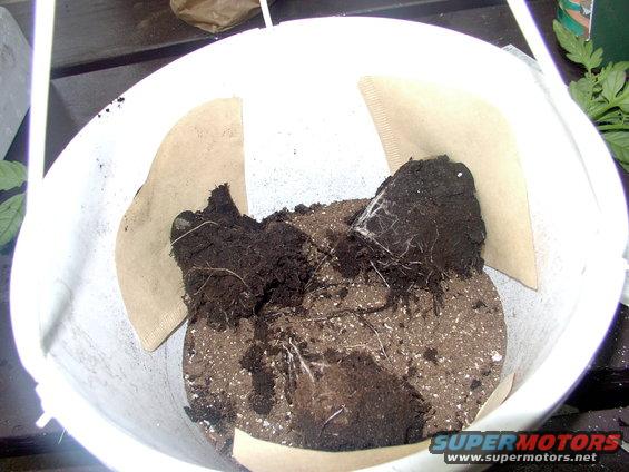 img_0018.jpg Three more times and slip the slitted  coffee filters over the stalks to retain the soil you are about to pack in around the plants.