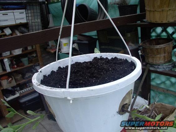 img_0022.jpg Hung up and ready for a reduced growing season, free of grubs and all ground pests. No weeding or support canes required and easy watering. You'll never have to bend down to tend your tomatoes again !