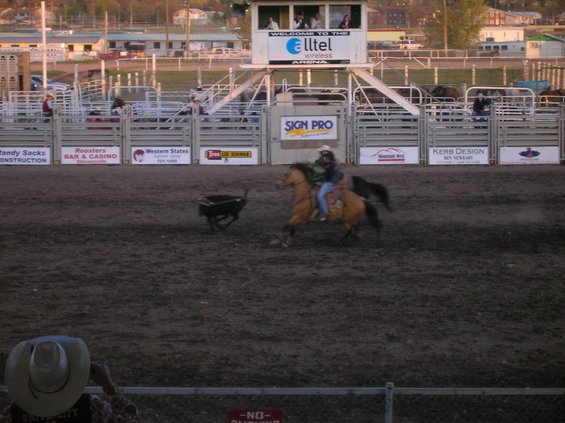Rodeo rider on a horse chasing a calf in an arena with spectators and sponsor signs