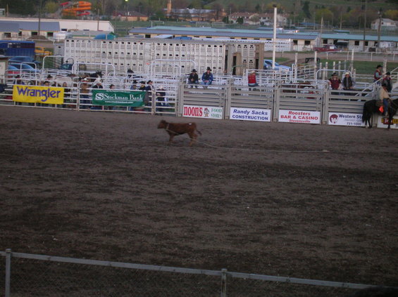 Rodeo arena with a calf running, spectators in bleachers, and various sponsor signs