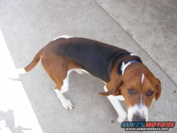 Dog with brown, black, and white markings standing on concrete