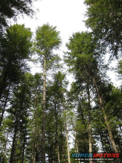 Tall evergreen trees reaching towards a bright sky