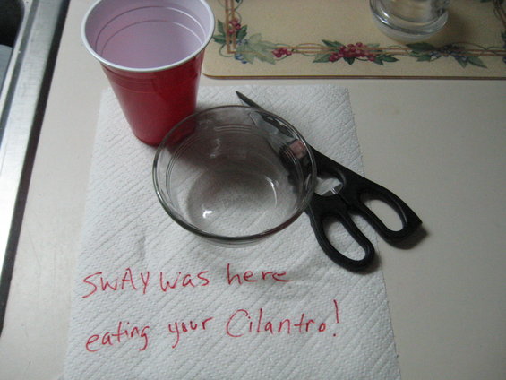 Paper towel with red writing that says "SWAY was here eating your Cilantro!", a red cup, a glass bowl, and black scissors