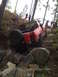 1989 Ford Bronco - Red 1989 Ford Bronco tackling a difficult rocky obstacle on an off-road trail.