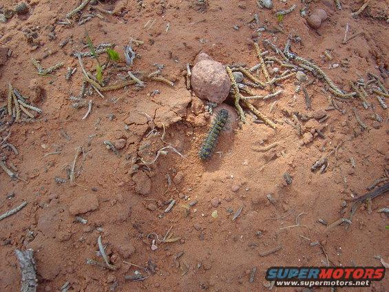 Caterpillar on red dirt with dry vegetation