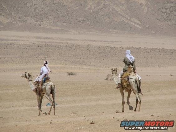 Two camels with riders in a desert landscape. The camel on the left is closer and facing left. The camel on the right is further away and facing right