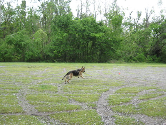 German Shepherd dog running in a grassy field with trees in the background