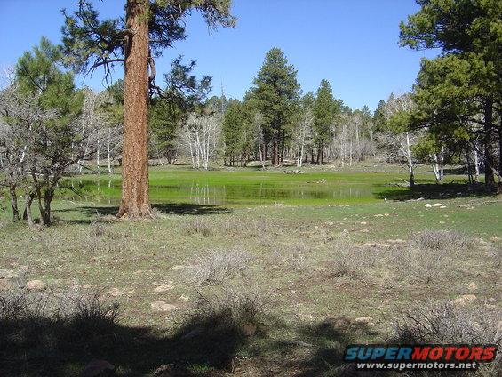 Wooded landscape with a pond and a large pine tree in the foreground