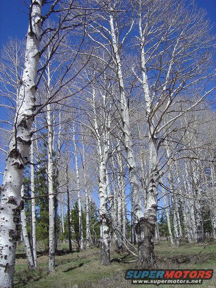 Aspen trees in a forest clearing under a blue sky