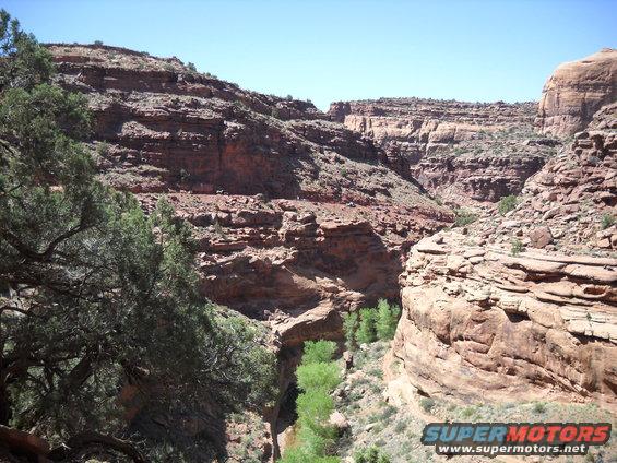 Canyon landscape with trees and a creek bed