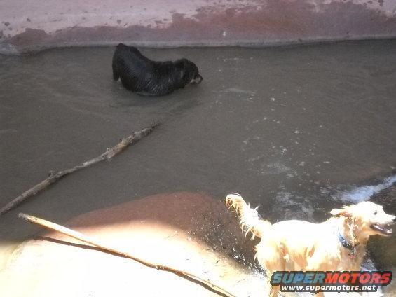 Two dogs, one black and one golden retriever, playing in shallow water with sticks