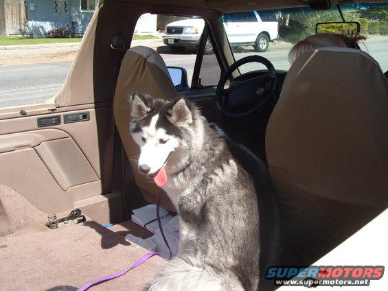 Husky dog sits in the interior of a 1995 Ford Bronco, with another SUV visible outside