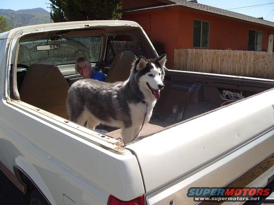 White SUV's open rear with a husky dog and a person inside. The SUV has a brown interior and a dent on the rear panel