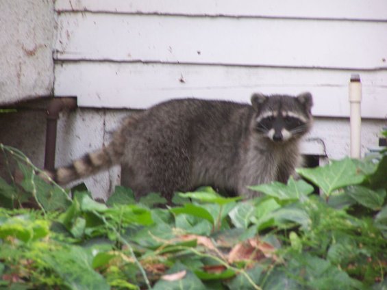 raccoon standing near a white wall and green plants