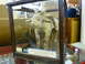 2006 Ford E350 - A preserved lamb with multiple limbs is on display in a museum exhibit.