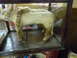 2006 Ford E350 - A taxidermied sheep is displayed inside a glass case with a wooden frame.