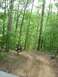 1987 Suzuki Samurai - A dark SUV navigates a wooded trail, with lush green trees surrounding the path.