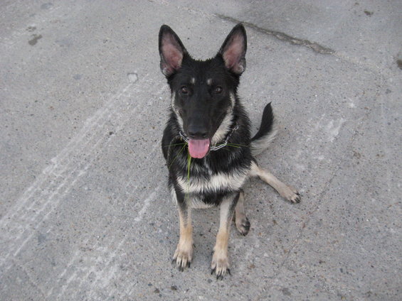 German Shepherd dog sitting on concrete