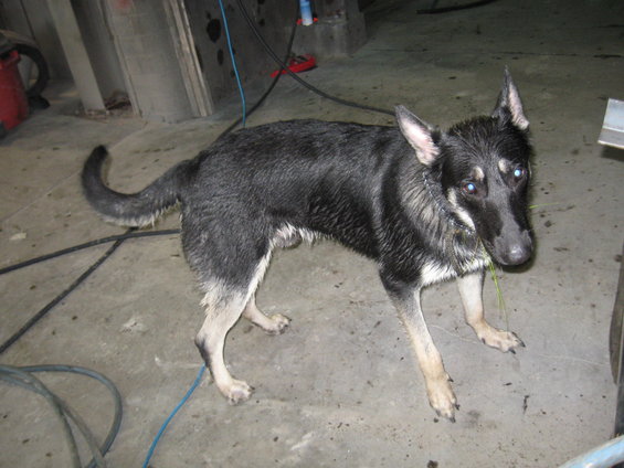 Wet German Shepherd mix dog standing on concrete floor indoors, looking at camera