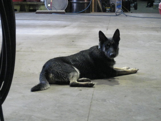 German Shepherd dog lying on concrete floor in garage