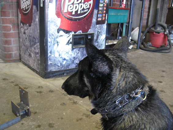 German Shepherd dog with metal collar in front of a Dr Pepper vending machine