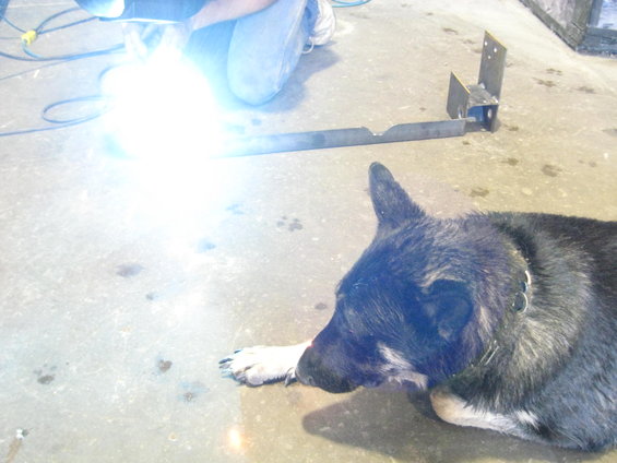 Dog watches welding sparks fly in a workshop