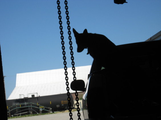 Silhouette of a dog in a vehicle, looking out