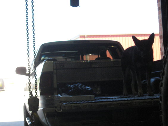Dog standing in the open tailgate of a dark pickup truck, with a toolbox visible in the bed