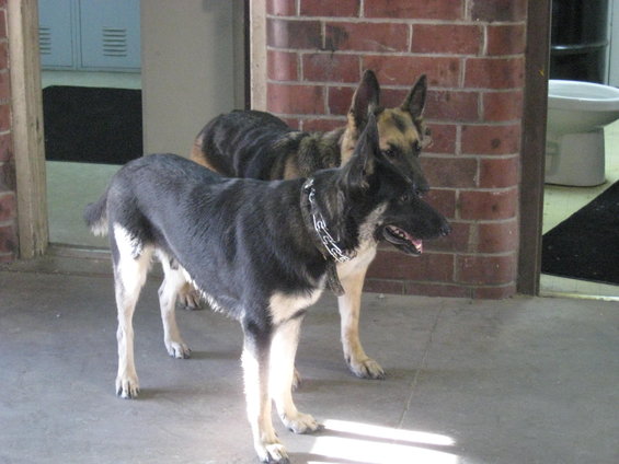 Two German Shepherds standing indoors