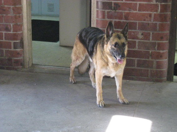 German Shepherd standing in doorway, brick wall to the right, lockers in background