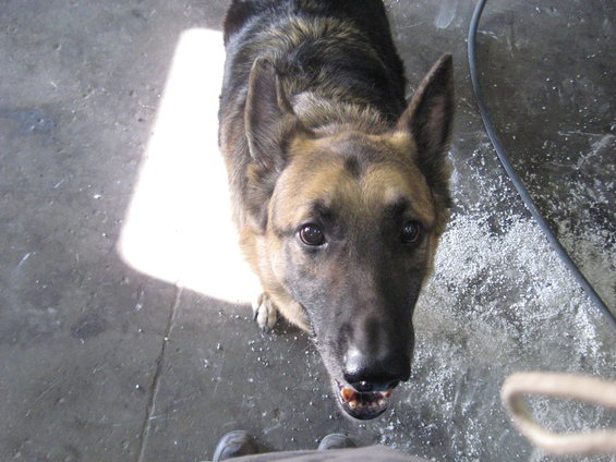 German Shepherd dog looking up from a concrete floor