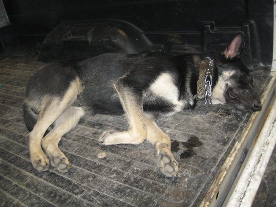 Dog lying down in the back of a truck, wearing a metal chain collar