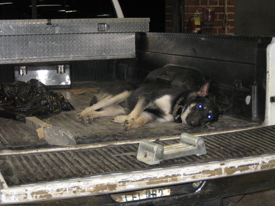 Dog lying in the bed of a white pickup truck next to a toolbox and black trash bags