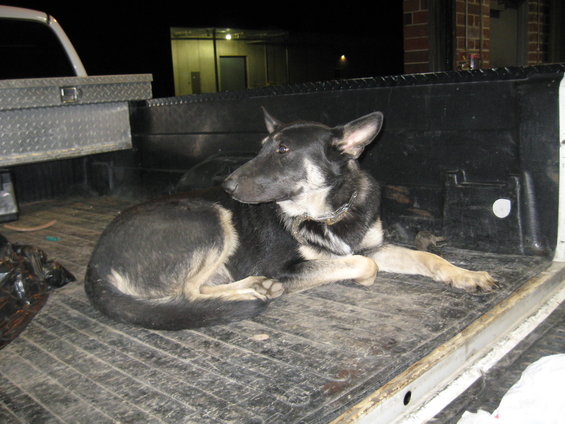 German Shepherd dog lying in the dirty bed of a white pickup truck at night, with a toolbox visible