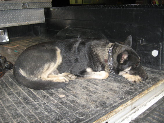 Dog sleeping in a dirty truck bed next to a toolbox