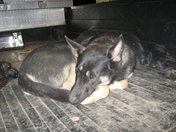 Dog resting its head on its paws in a dirty truck bed