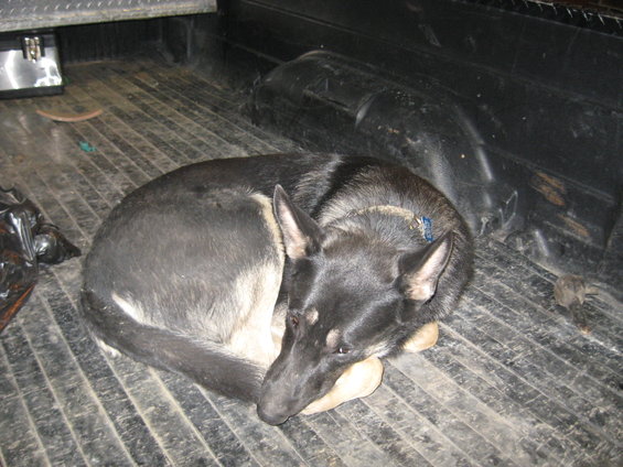 German Shepherd dog curled up asleep in the bed of a pickup truck