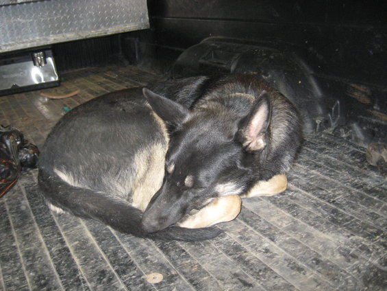 Two dogs curled up sleeping on the floor of a truck bed