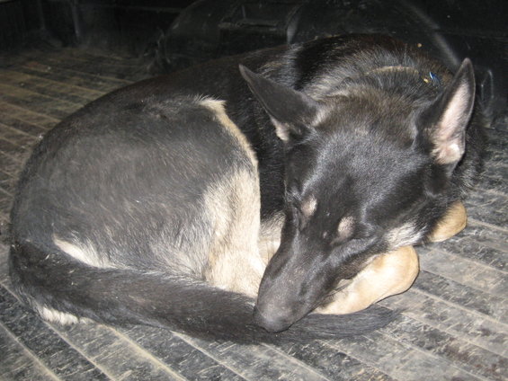 German Shepherd dog curled up asleep on a ribbed truck bed floor