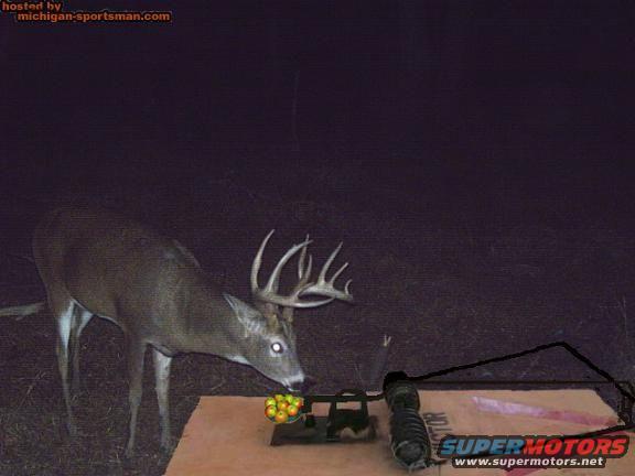 Deer with antlers eating from a trap with apples