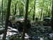 1988 Ford Bronco - Two off-road vehicles navigate a challenging rocky path through a dense forest.
