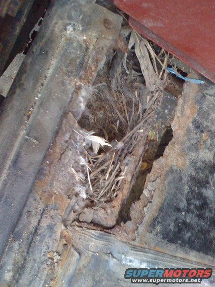 Rusted metal floor with bird nest and debris