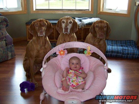 Three Vizsla dogs sit behind a baby in a pink bouncer