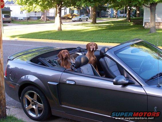 Gray convertible with two dogs in the front seats, side view